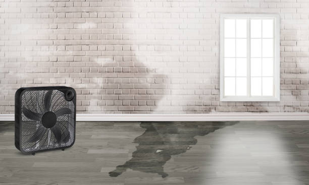 Best 24/7 water damage repair  in Timberville, VA